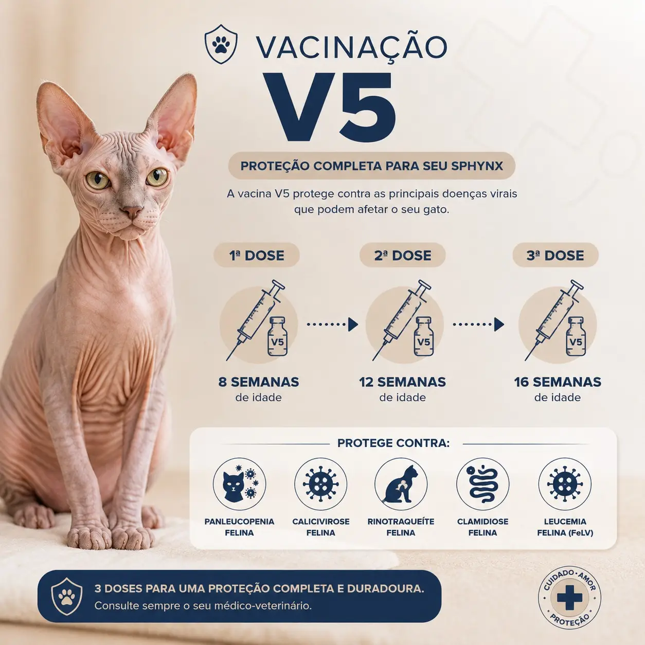 Vacinação V5 em 3 doses para filhotes Sphynx - protocolo completo do Gatil Filhotes Nobres