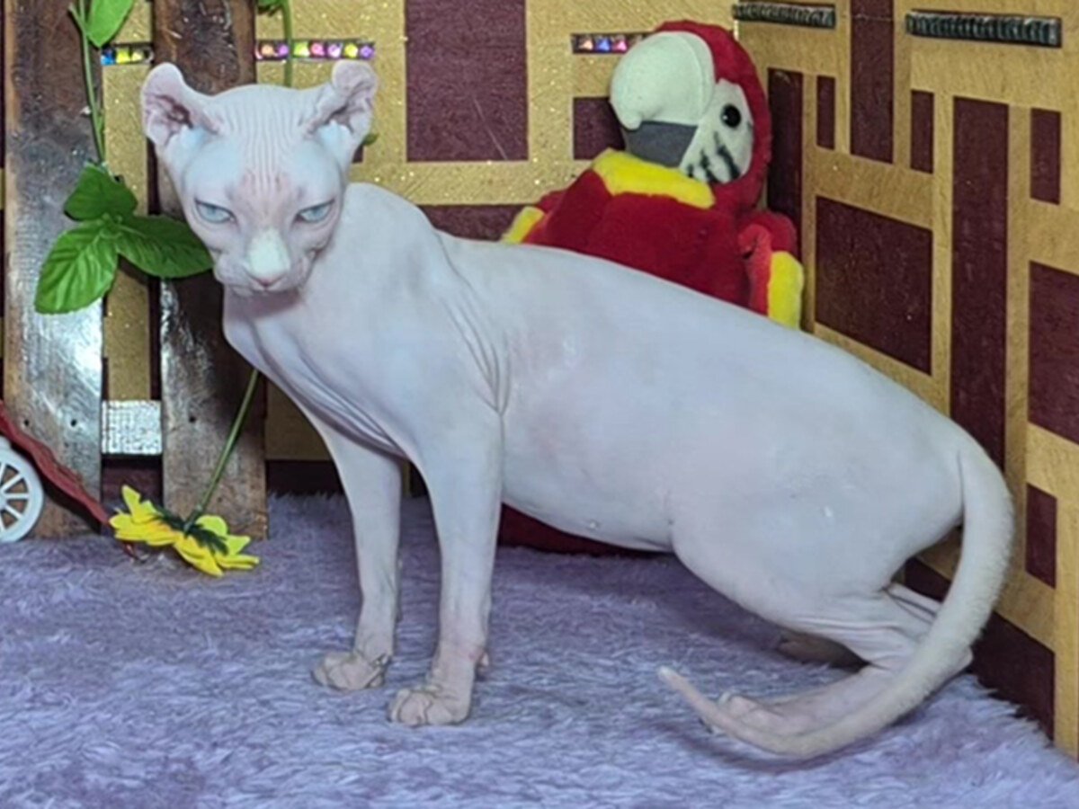 Blanca